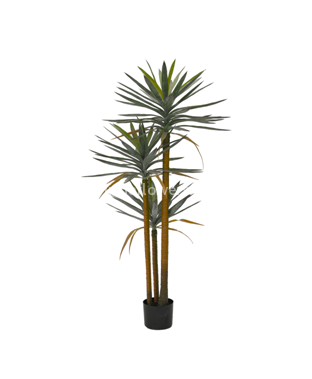 Драцена 152см 120л. Арт.HLT-3T152cm-120L
